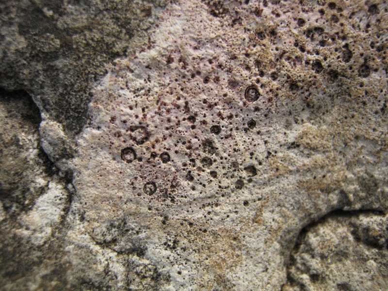 Un altro lichene rosa